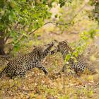 2 Leoparden