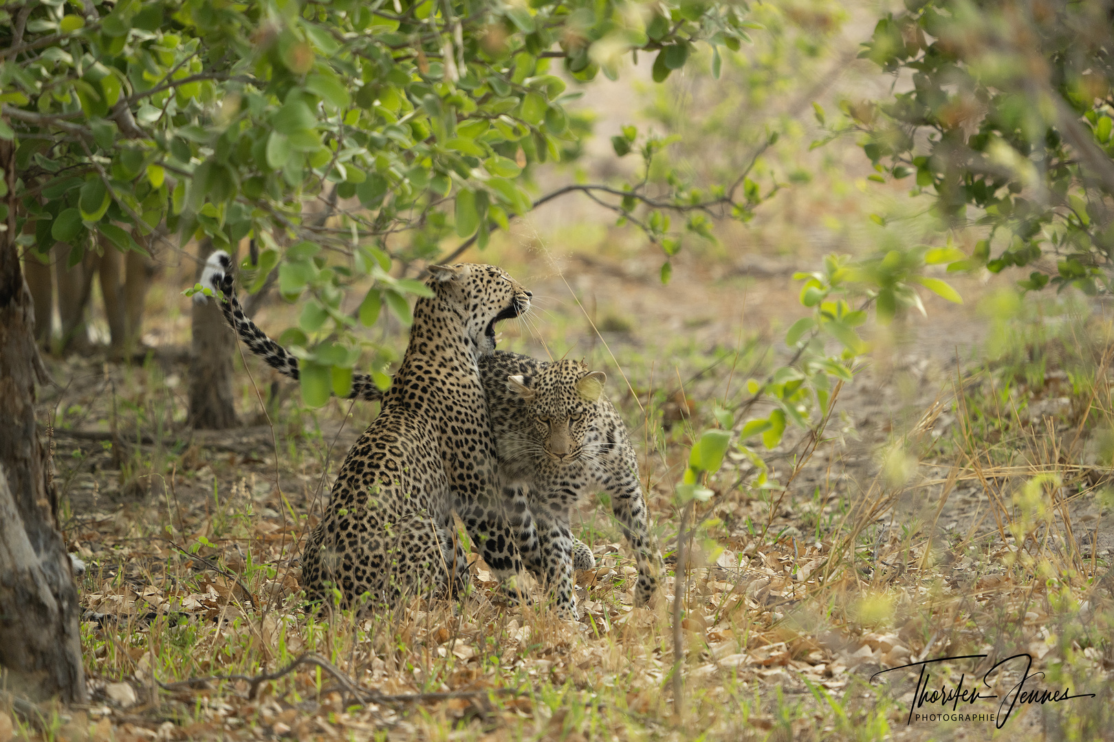 2 Leoparden