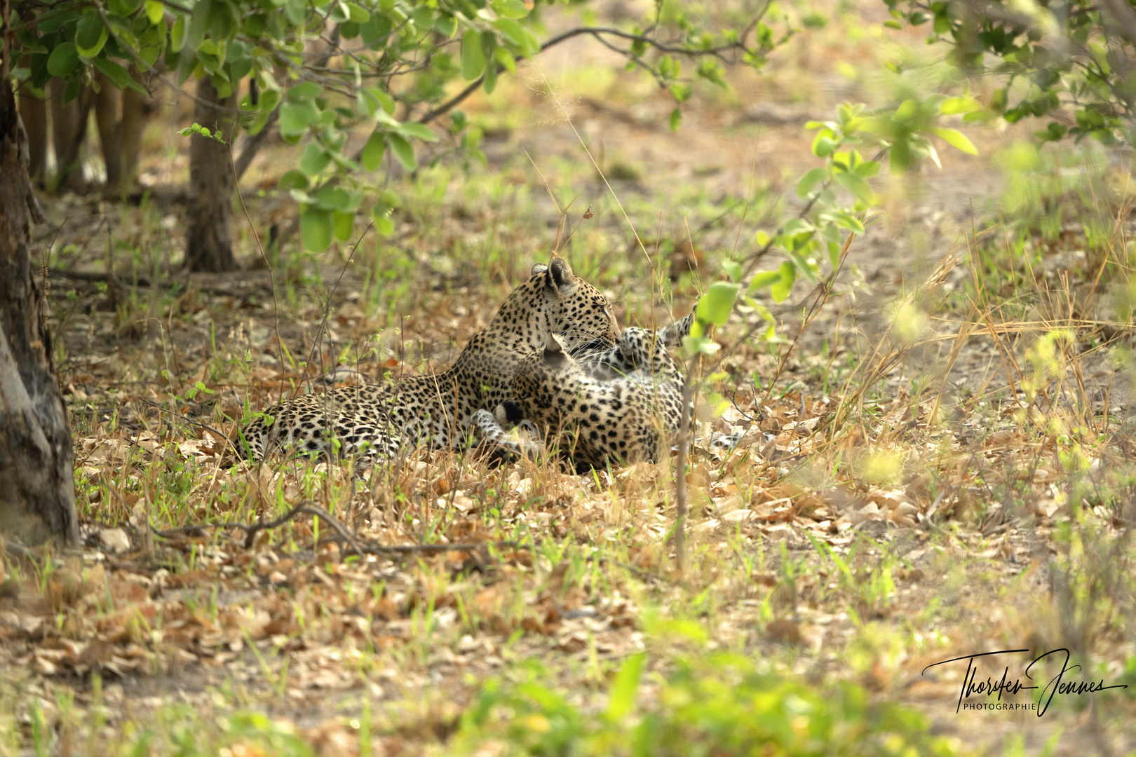 2 Leoparden