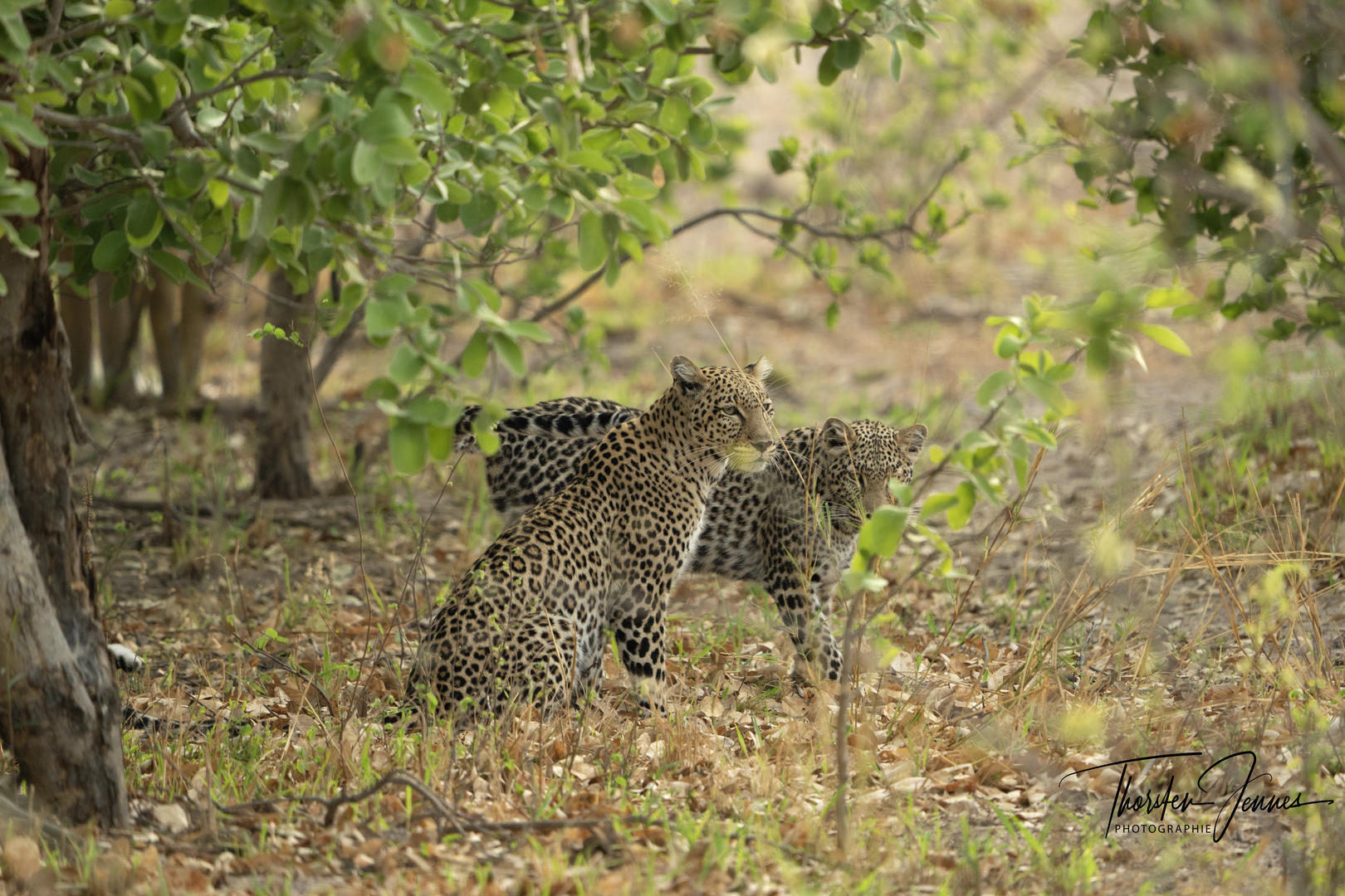 2 Leoparden