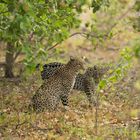 2 Leoparden