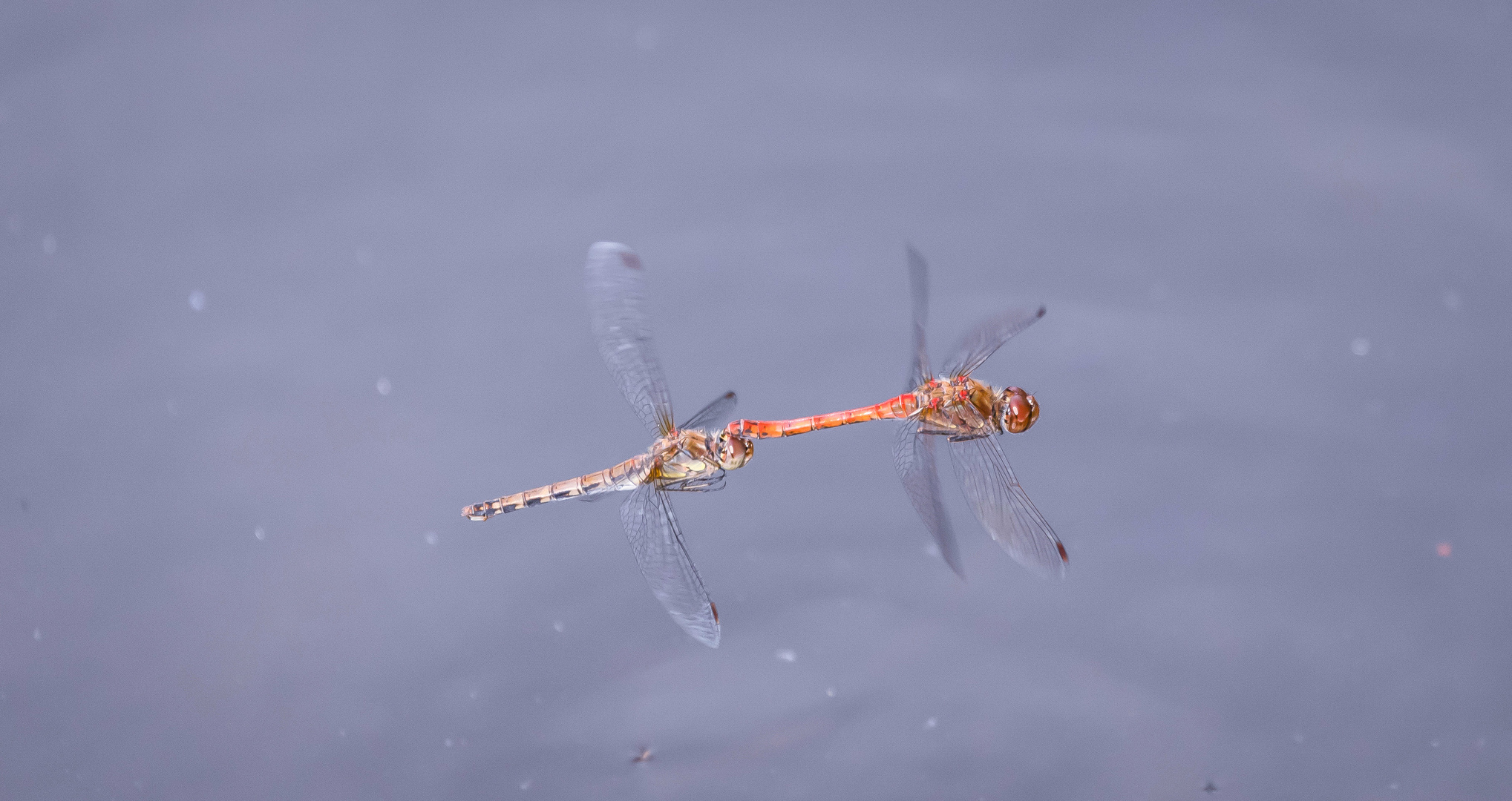 2 Libellen im Flug erwischt