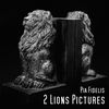 2 Lions Pictures