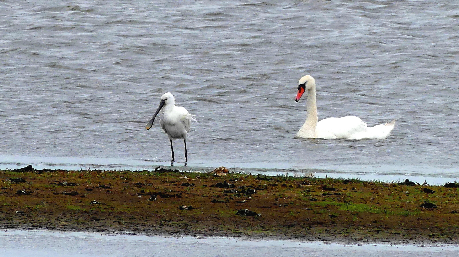 (2) Löffler (Platalea leucorodia)... 