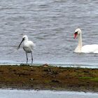 (2) Löffler (Platalea leucorodia)... 