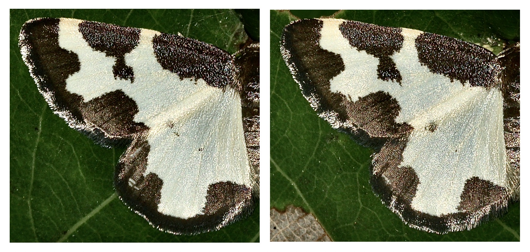 (2) Lomaspilis marginata, der Schwarzrand-Harlekin oder Vogelschmeiß-Spanner