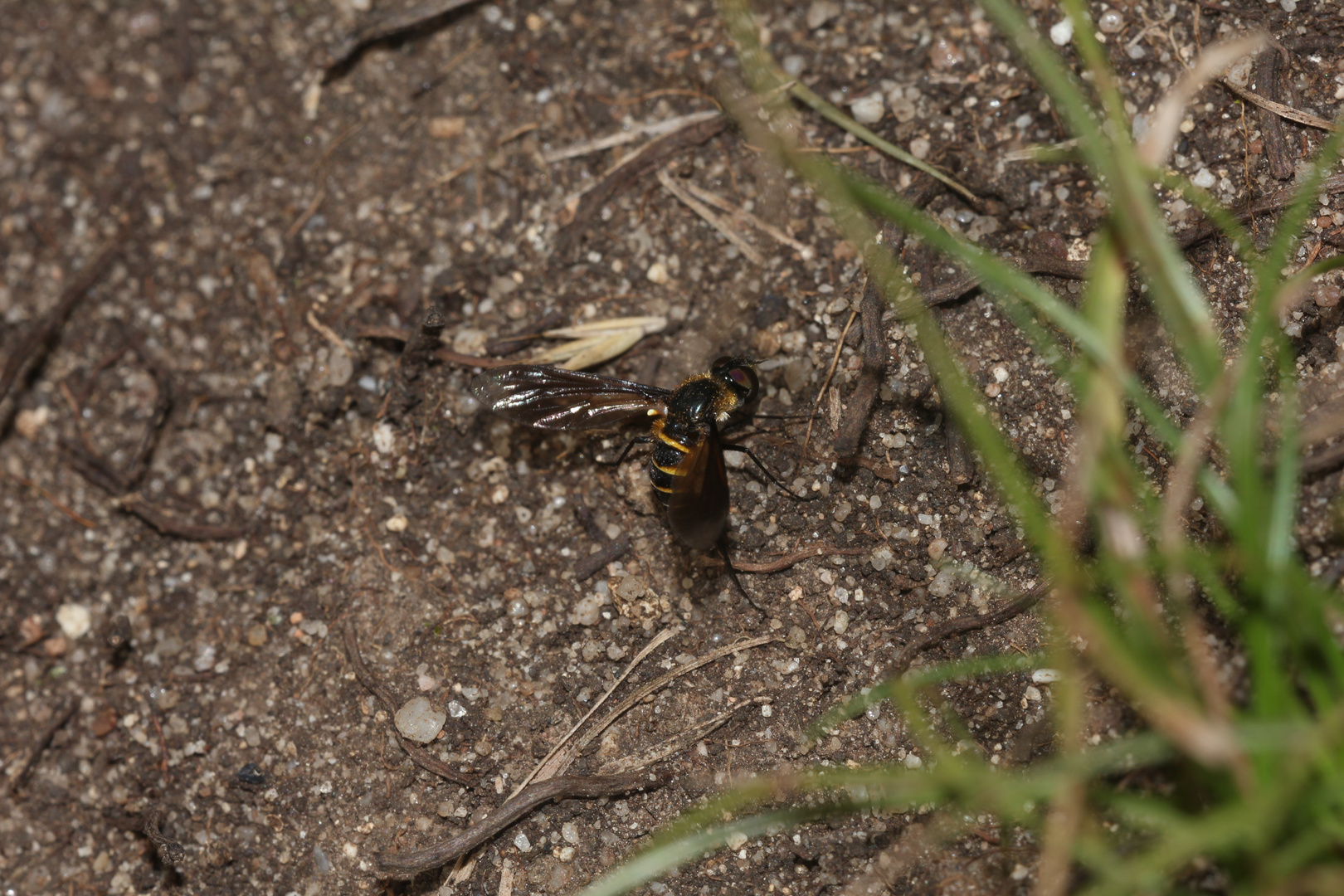 (2) LOMATIA LATERALIS - ein seltener Schweber (Fam. Bombyliidae), ...