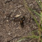 (2) LOMATIA LATERALIS - ein seltener Schweber (Fam. Bombyliidae), ...