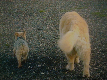 2 lonesome Cowboys - and a far way from home...