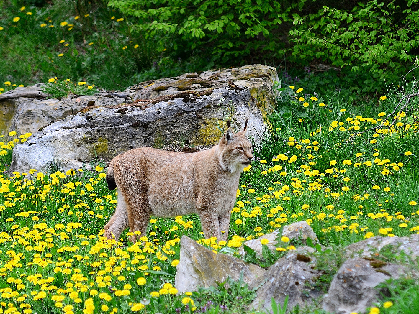 2) Luchs (Lynx lynx), Lynx, Lince