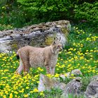 2) Luchs (Lynx lynx), Lynx, Lince