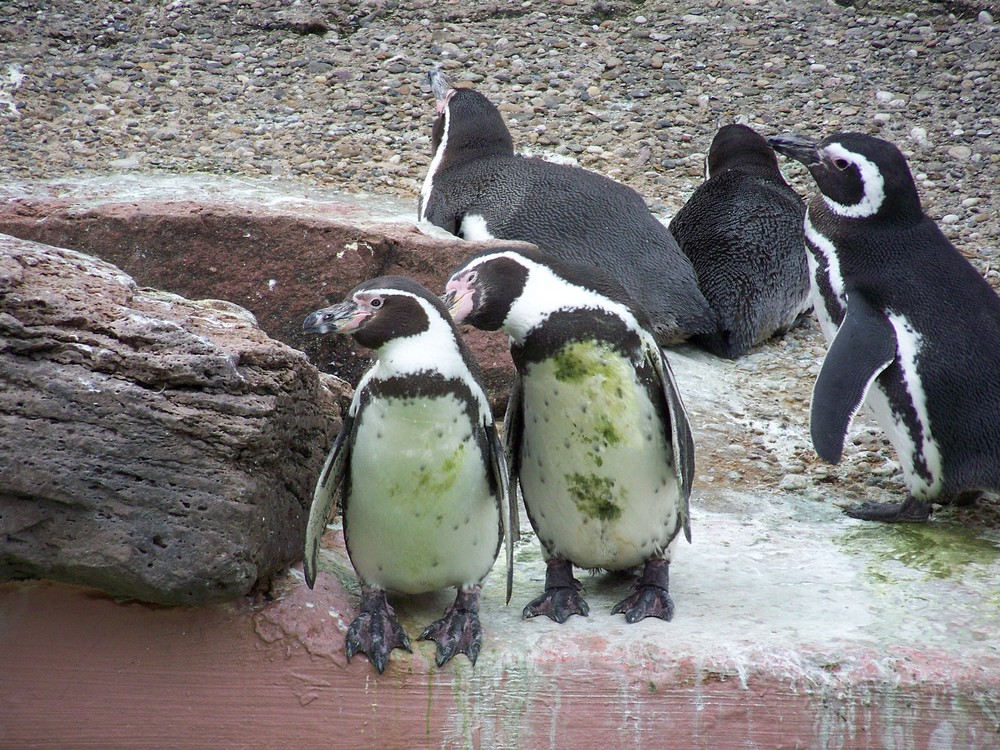2 lustige pinguine
