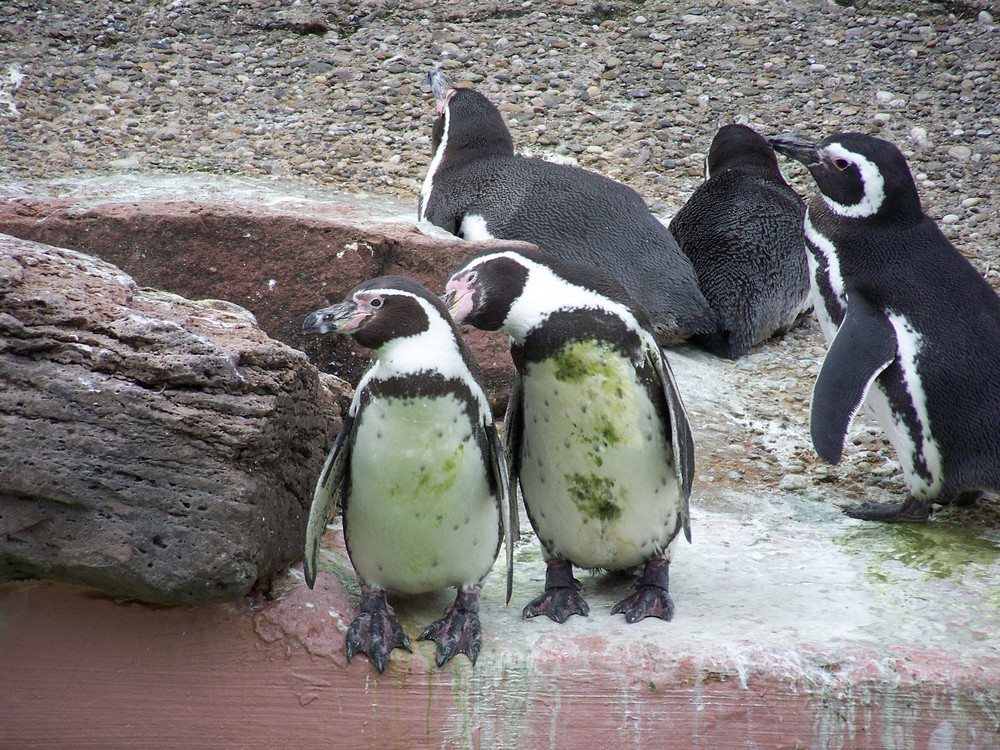 2 Lustige Pinguine Foto Bild Tiere Zoo Wildpark Falknerei Natur Bilder Auf Fotocommunity