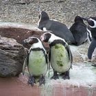 2 lustige pinguine