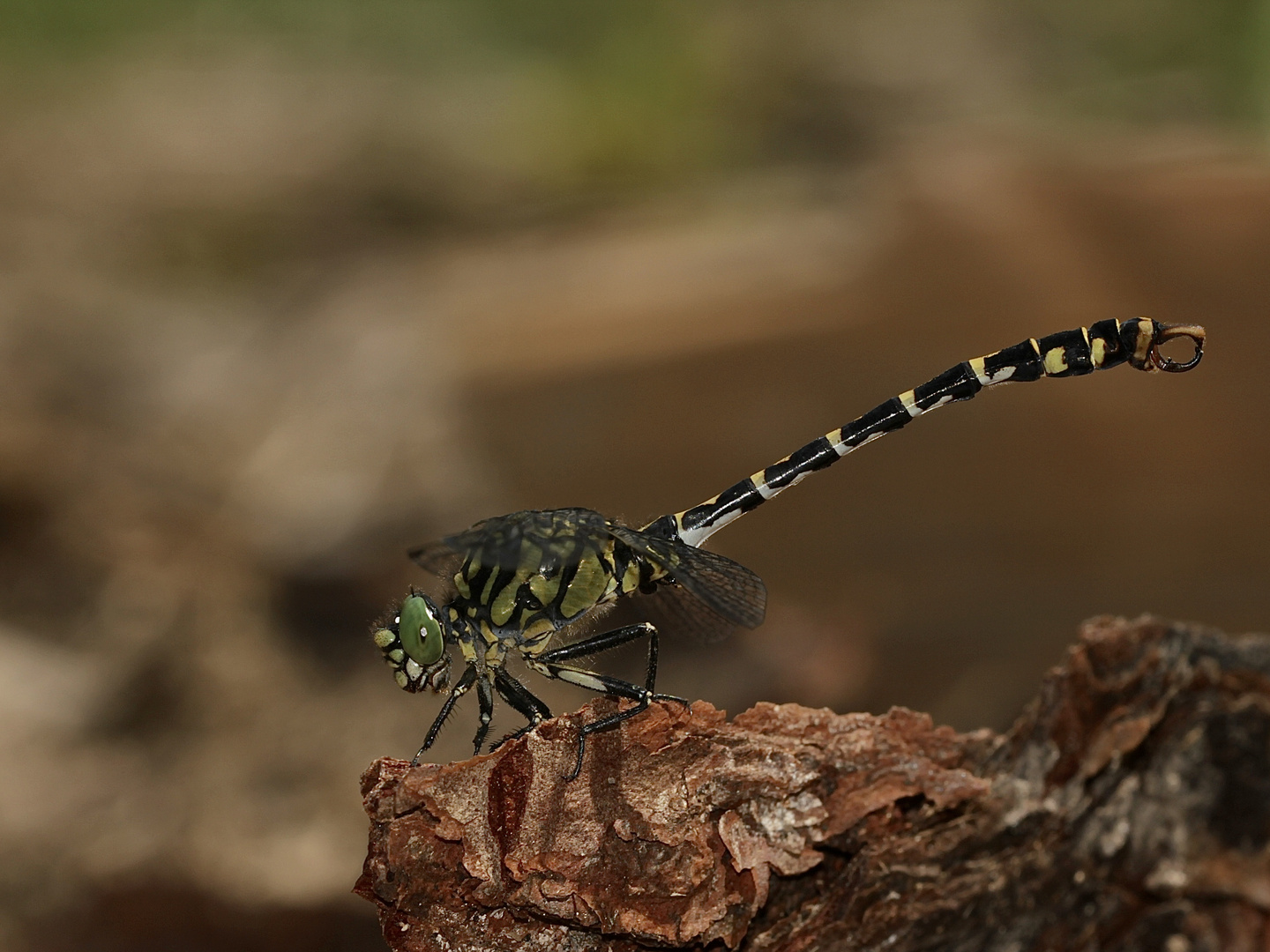 (2) Männchen der Kleinen Zangenlibelle (Onychogomphus forcipatus)