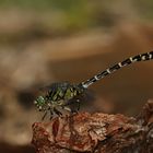 (2) Männchen der Kleinen Zangenlibelle (Onychogomphus forcipatus)