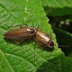 2 Männchen der Lappländische Waldschabe Ectobius lapponicus