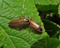 2 Männchen der Lappländische Waldschabe Ectobius lapponicus