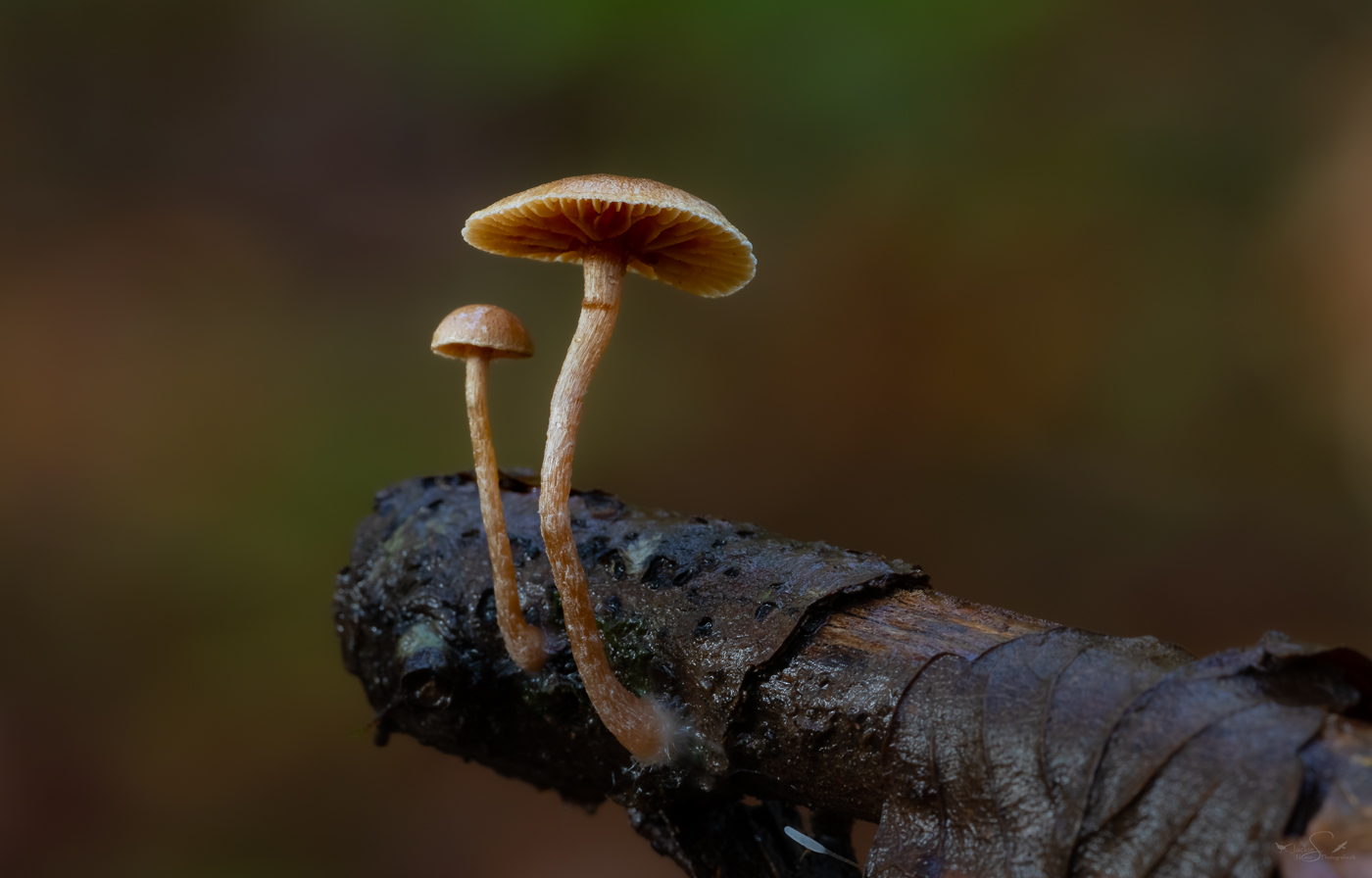 2 Männlein stehen im Wald