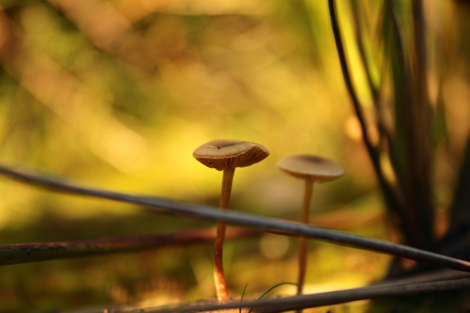 2 Männlein stehn im Walde...