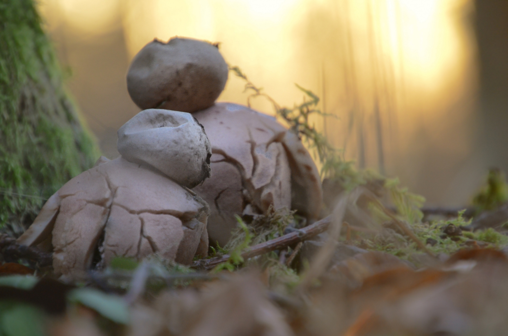 2 Männlein steh'n im Walde