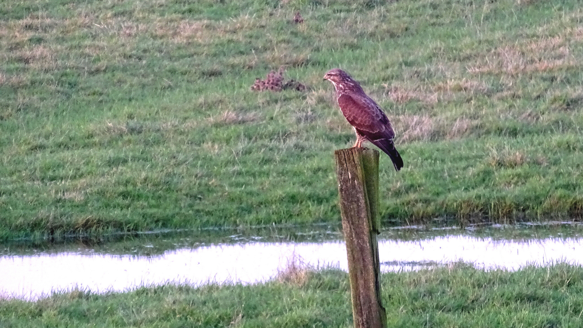 (2) Mäusebussard (Buteo buteo)