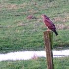 (2) Mäusebussard (Buteo buteo)