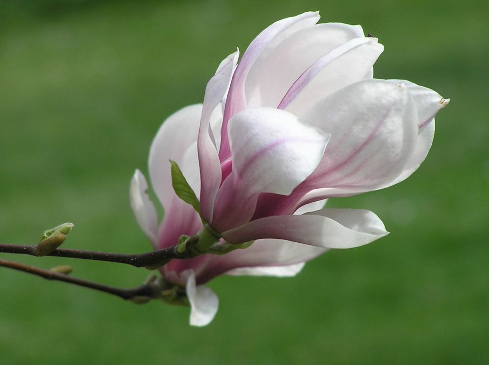 2 Magnolienblüten in Makro