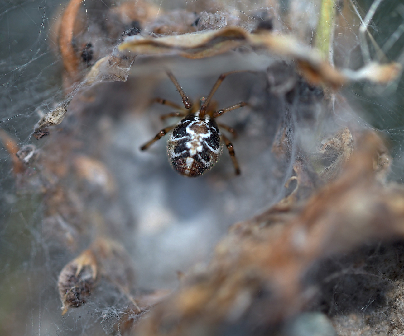 2. Makro: Weibchen der Gewöhnlichen Haubennetzspinne (Phylloneta impressa) im Raumnetz.