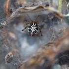 2. Makro: Weibchen der Gewöhnlichen Haubennetzspinne (Phylloneta impressa) im Raumnetz.