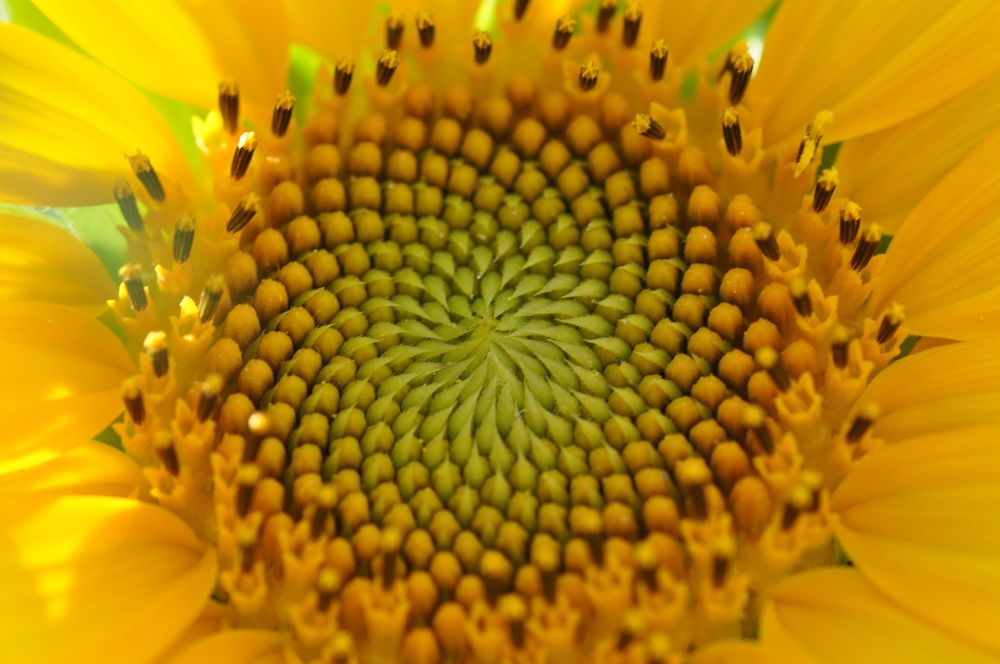 2. Makroversuch im Garten von Freunden