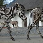 2 mal 1/2 Zebra = 1 Zebra