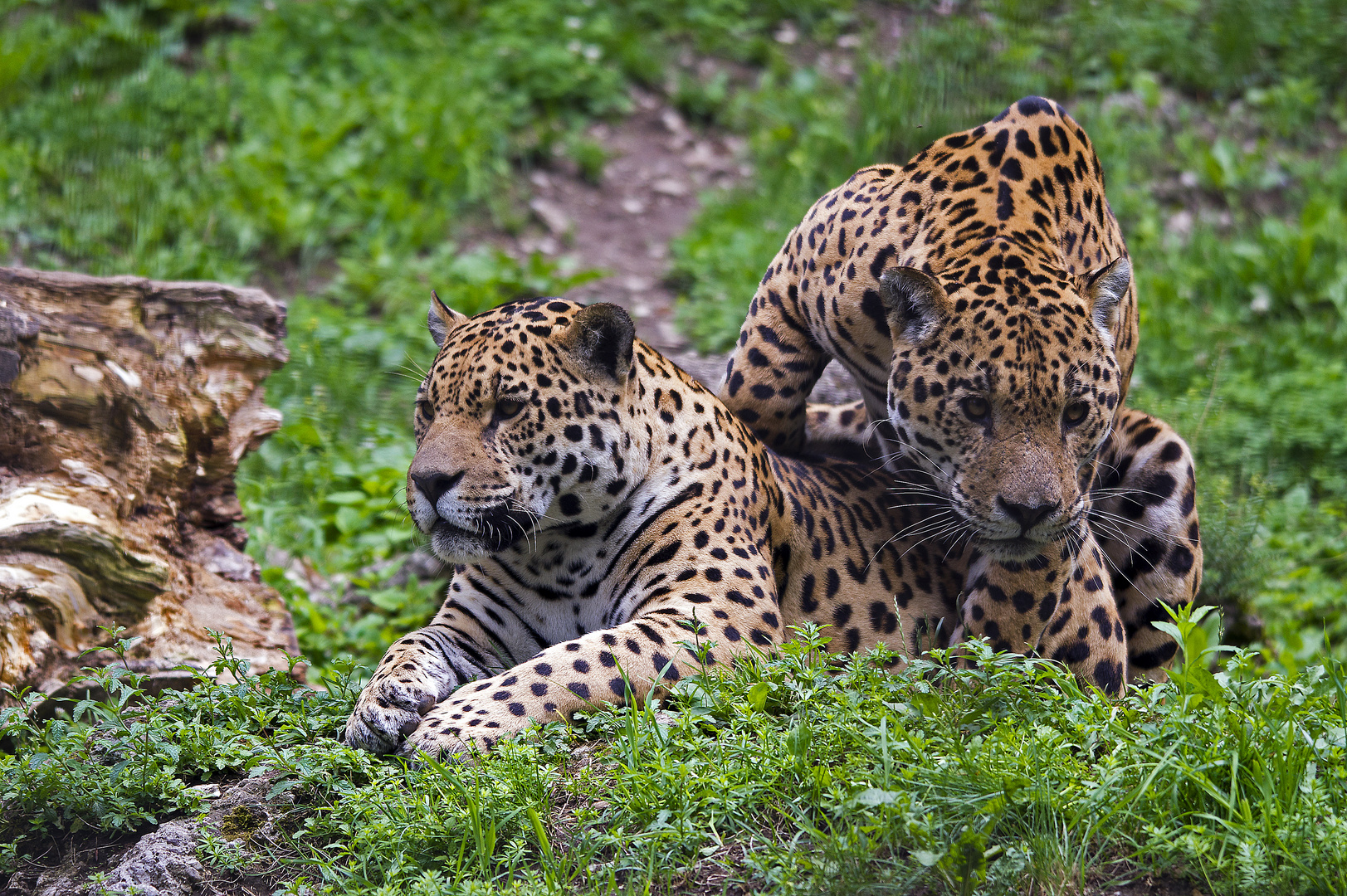 2 mal Jaguar