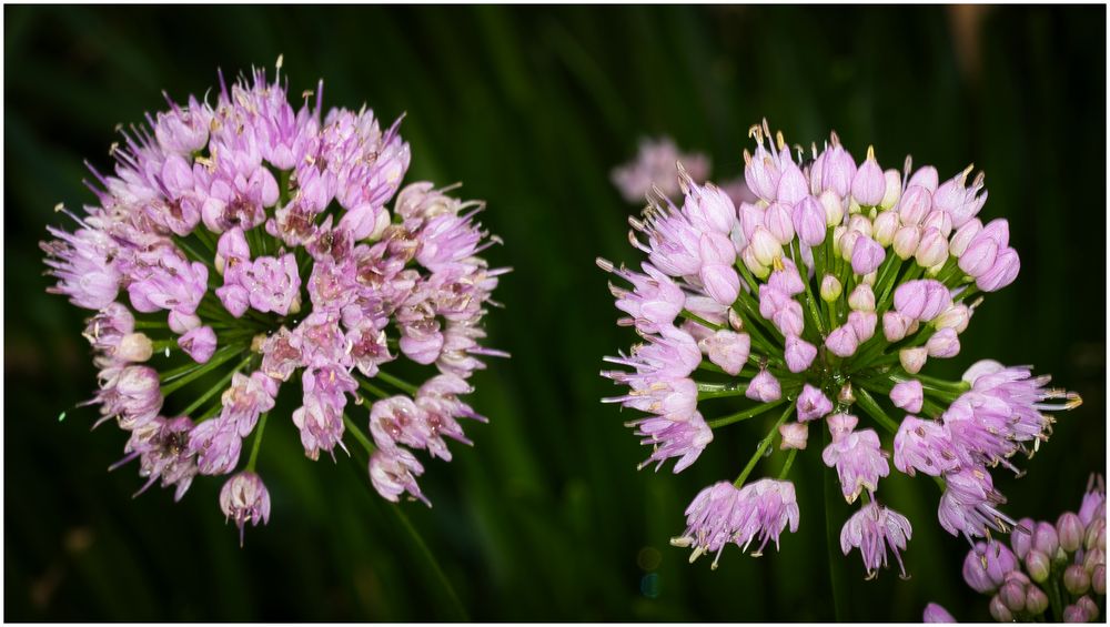 2 mal rosa