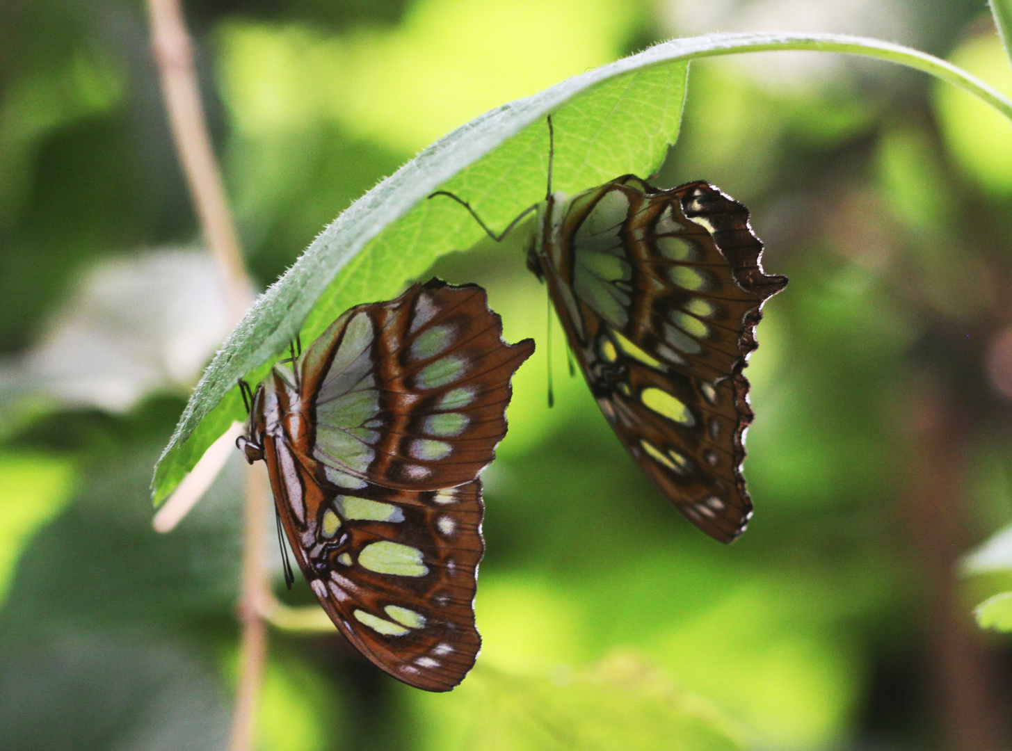 2 Malachites  (Siproeta stilenes)