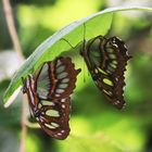 2 Malachites  (Siproeta stilenes)