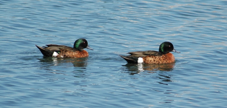 2 male Ducks