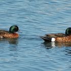 2 male Ducks