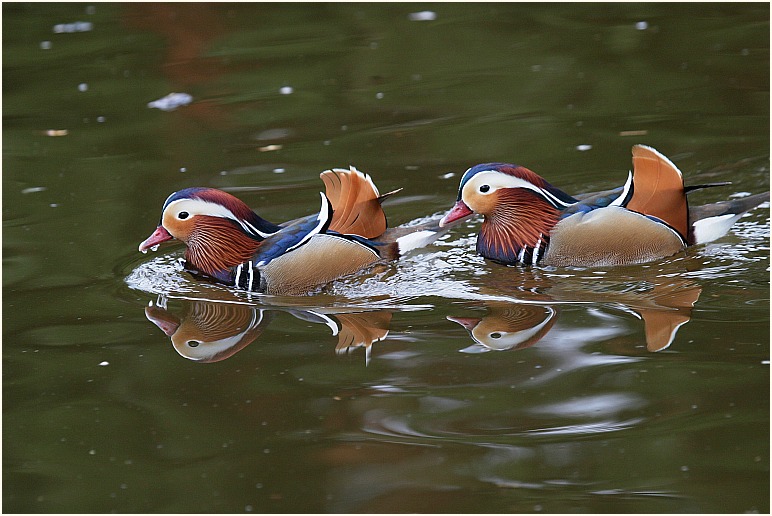 2 Mandarin Erpel von Rose Von Selasinsky