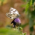 2- Mariposas en La Mussara