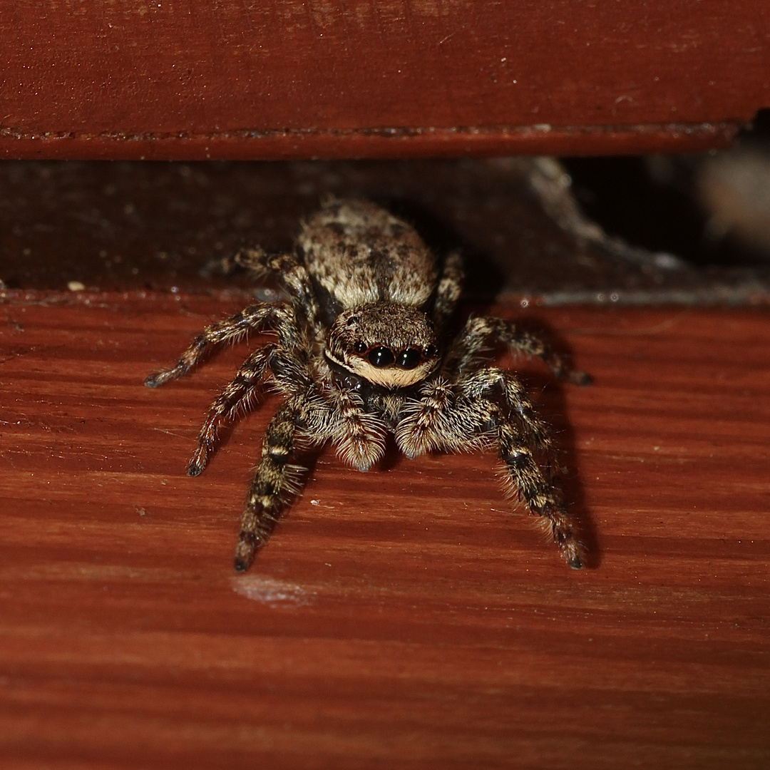 (2) Marpissa muscosa, die Rindenspringspinne - ein Weibchen