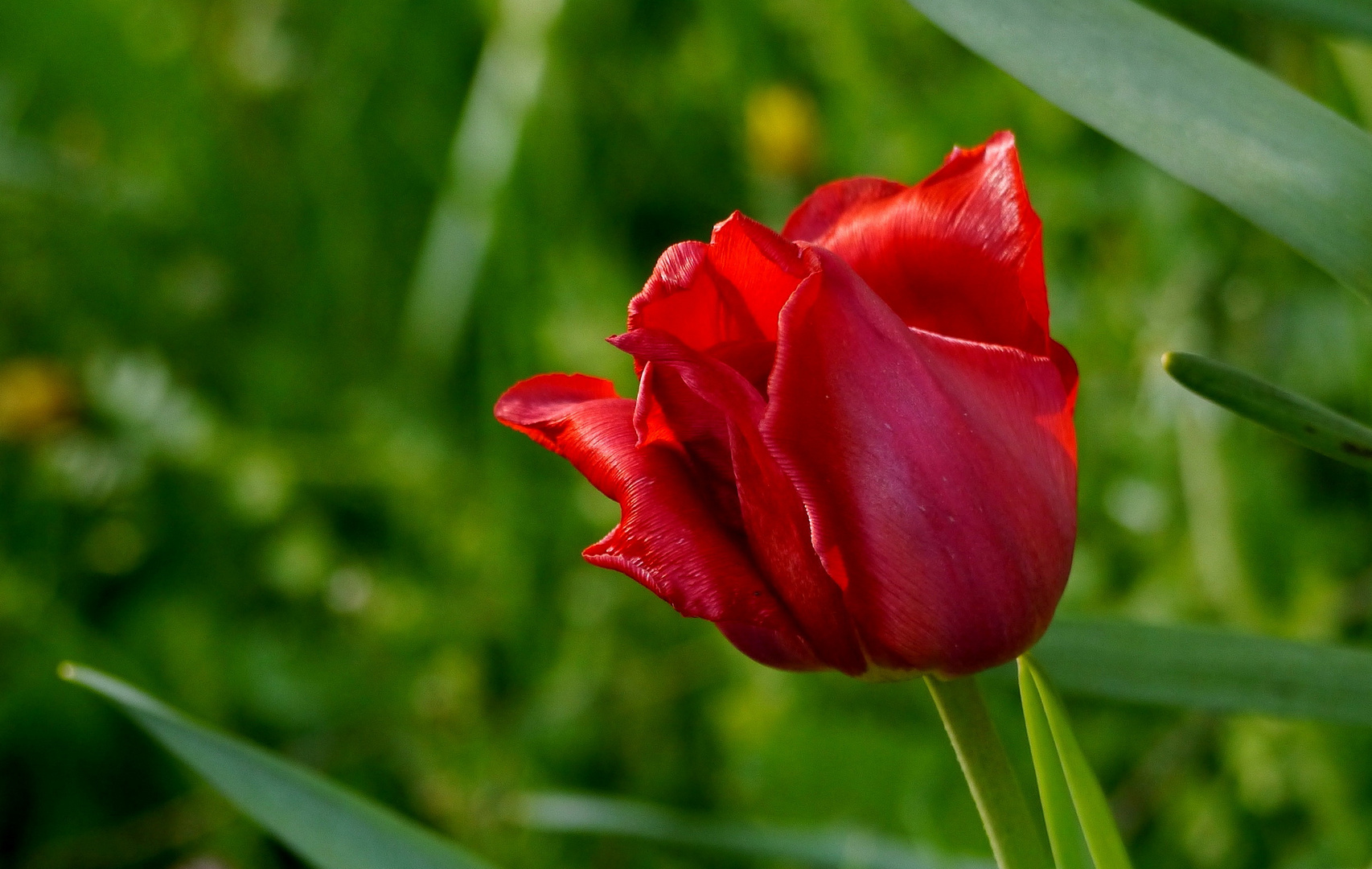 (2) Mein MiwoAbend-Blümchen...