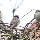 (2) meine Gartenwächter...