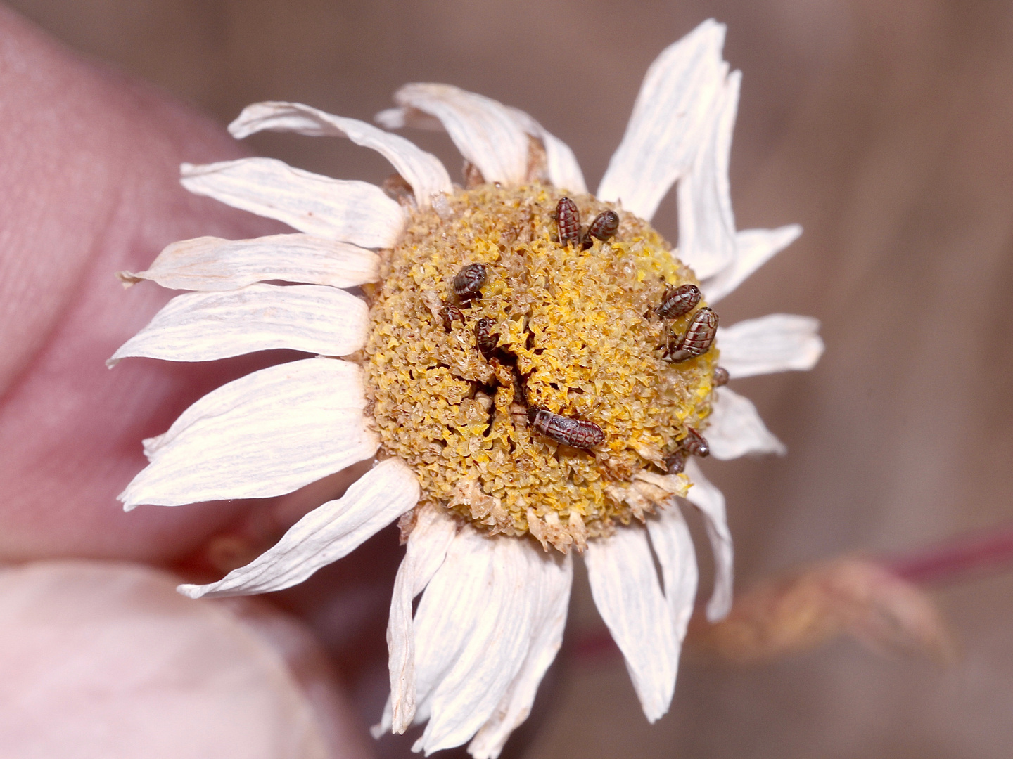 (2) METOPOPLAX DITOMOIDES, die WESTLICHE KAMILLENWANZE