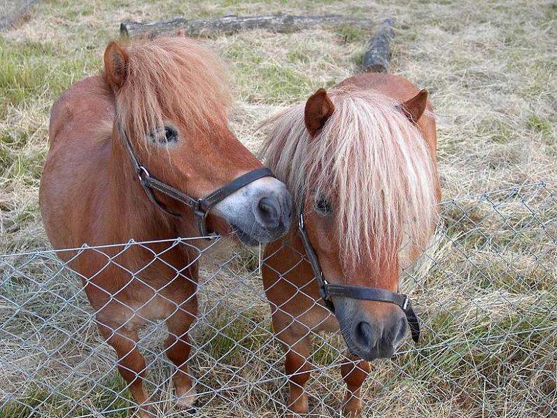 2 Mini Shetland-Pony's