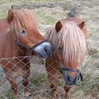 2 Mini Shetland-Pony's