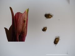  2 mm große  Käfer auf meiner Akelei