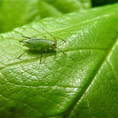 2 mm lange Blattlaus beim Punktieren einer Rosenvene (Krankenhauspraktikum)