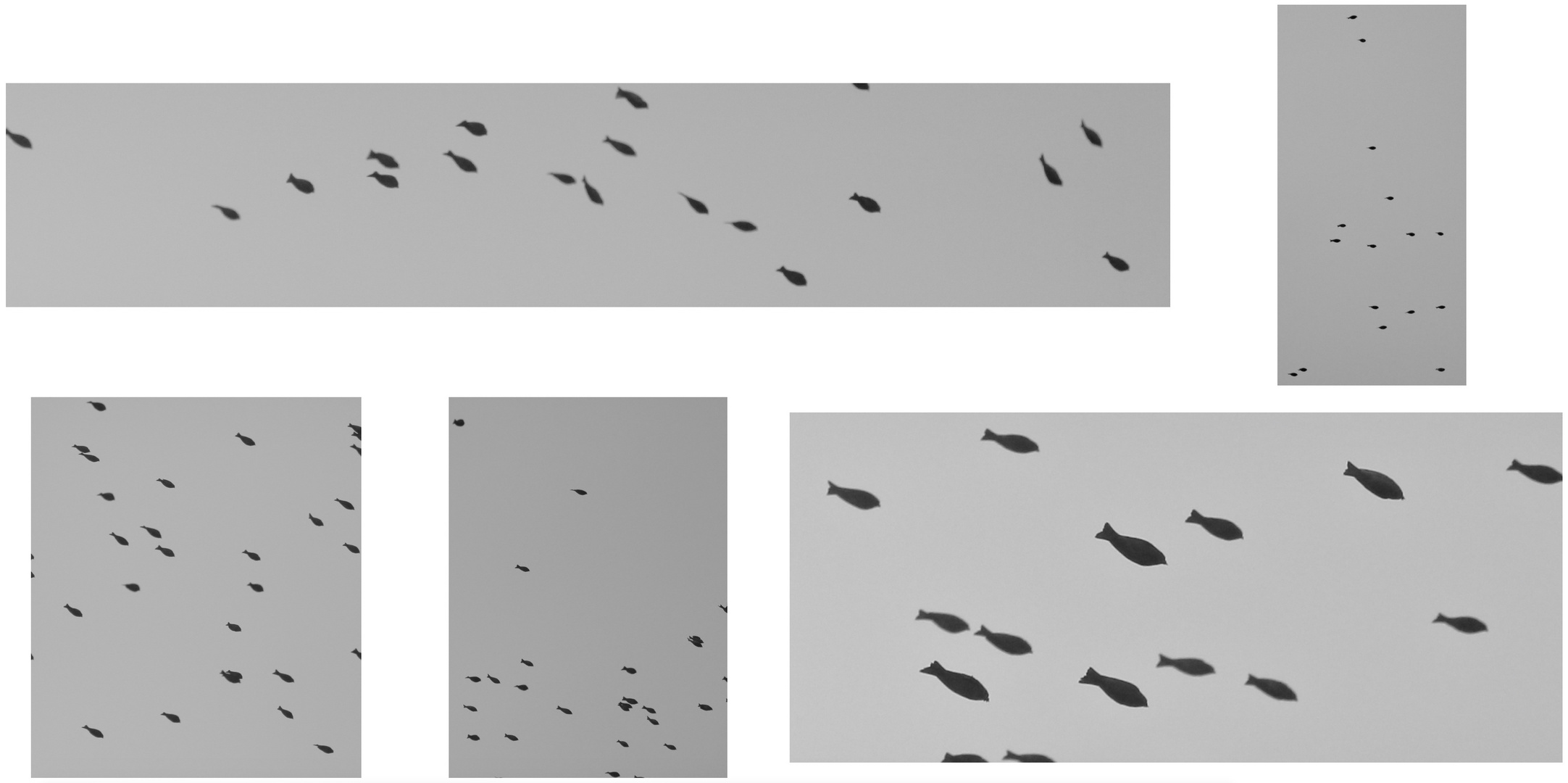 (2) Montagabendrätsel (mit Auflösung:) Vogelschwärme ...