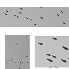 (2) Montagabendrätsel (mit Auflösung:) Vogelschwärme ...